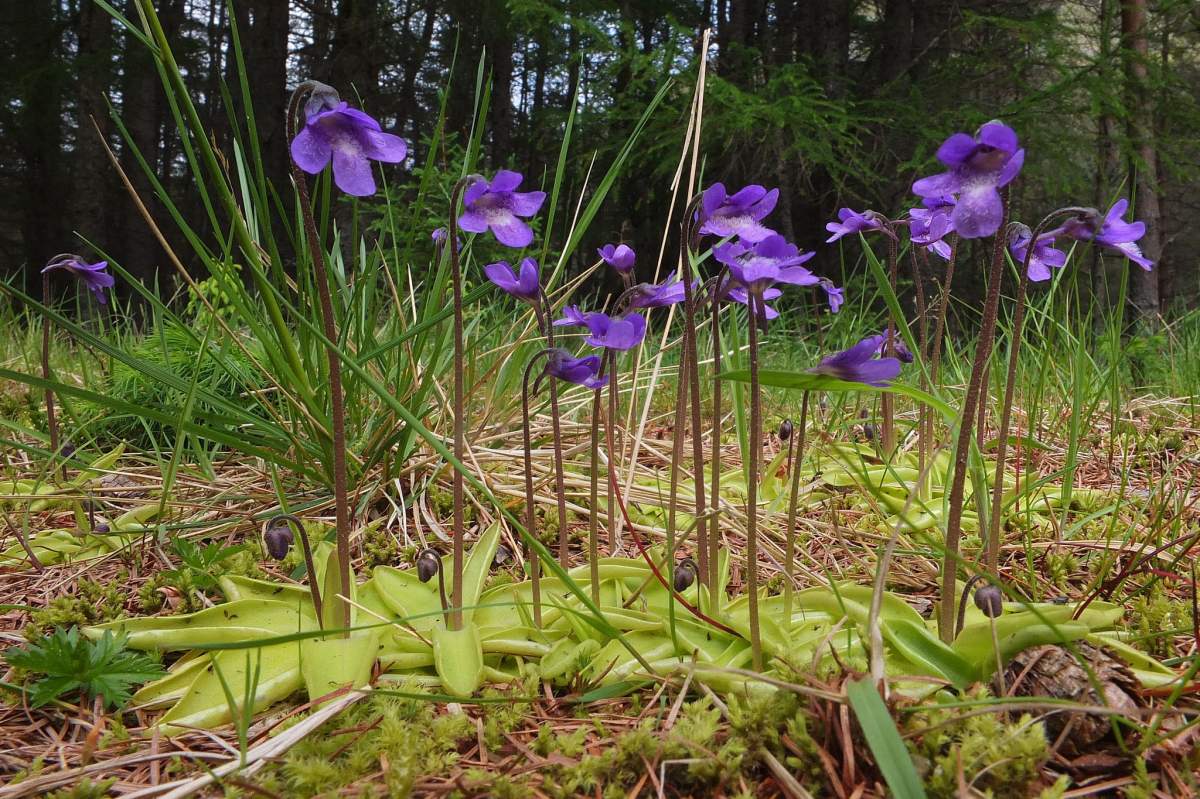 Butterwort