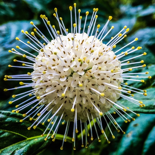 Buttonbush