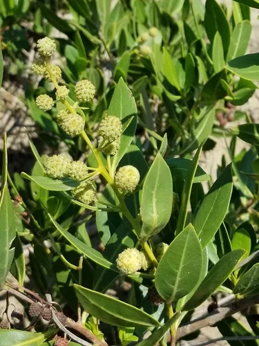Buttonwood