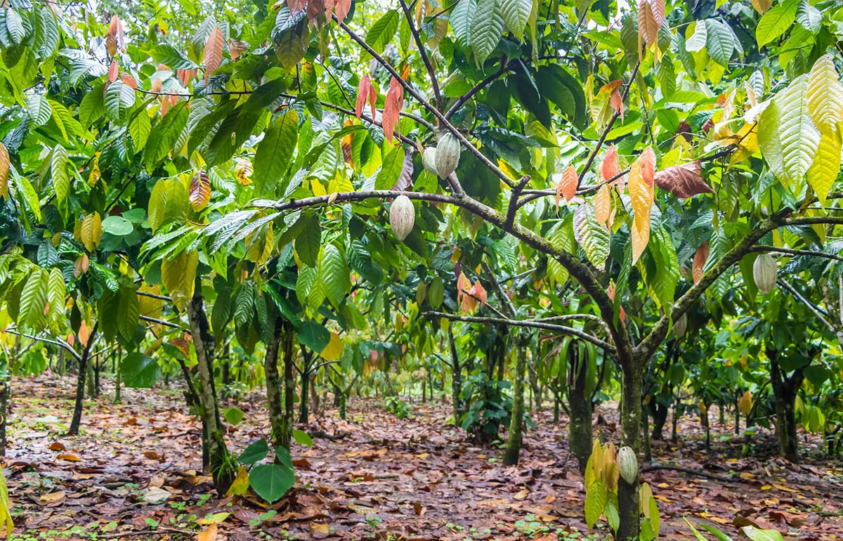 Cacao