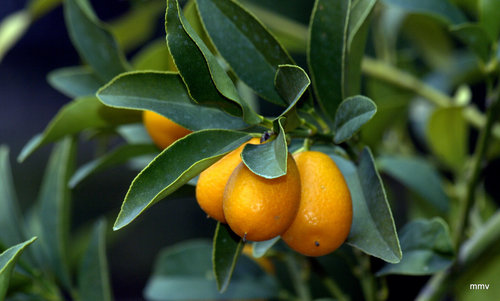Calamondin