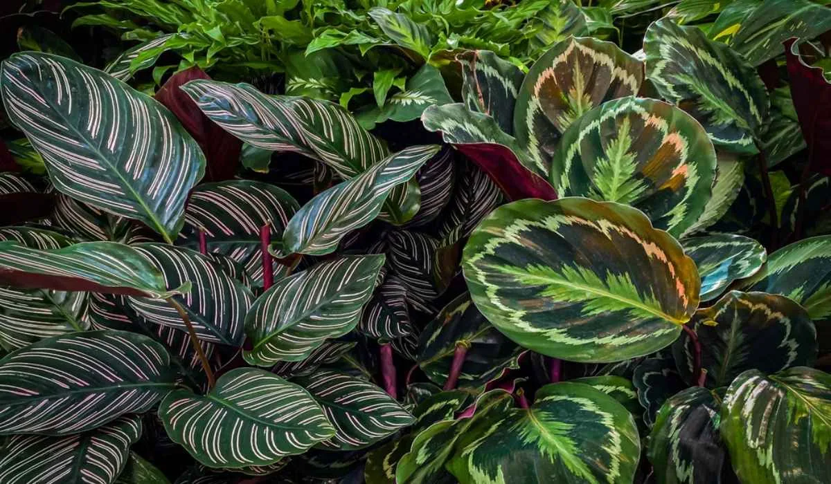 Calathea