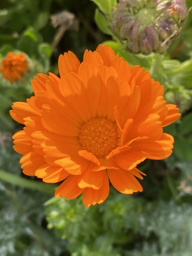 Calendula
