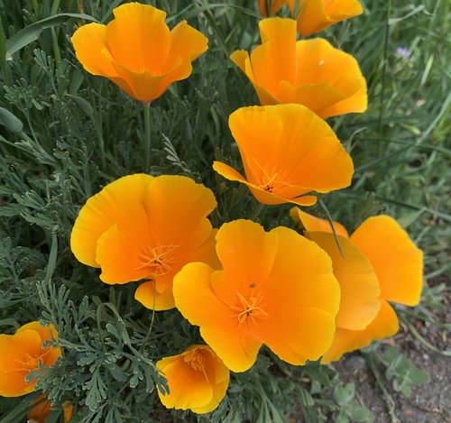 California Poppy