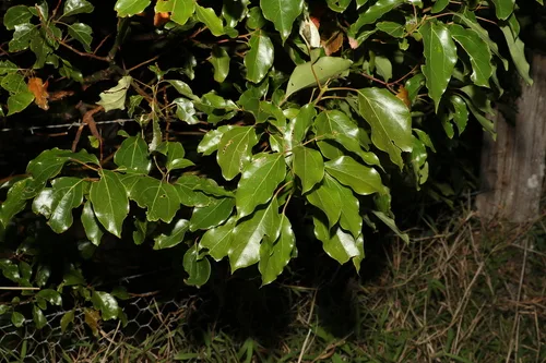 Camphor Tree