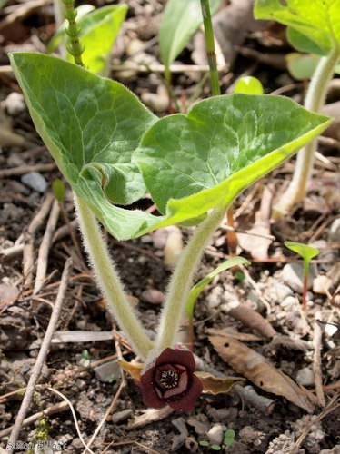 Canadian Wild Ginger
