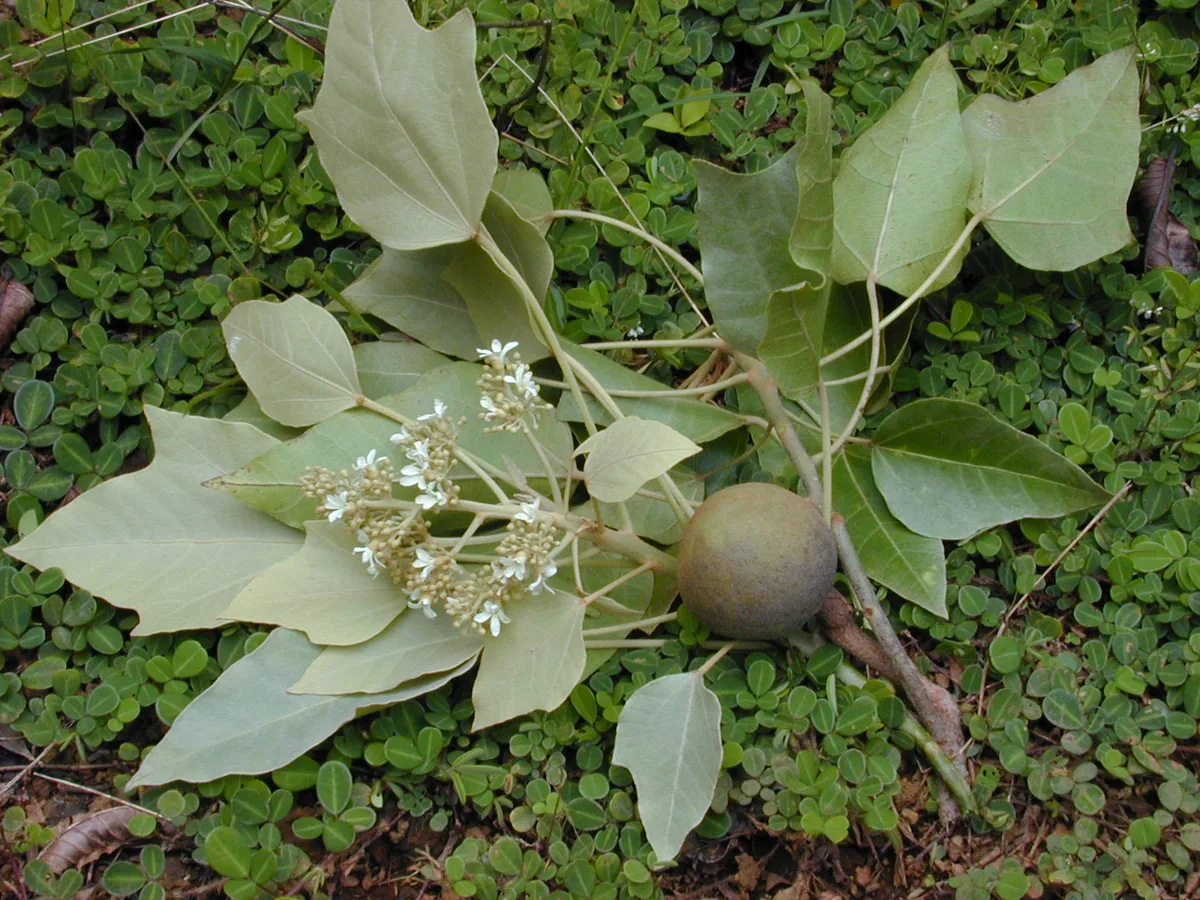 Candle Nut Tree