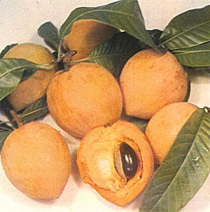 Canistel