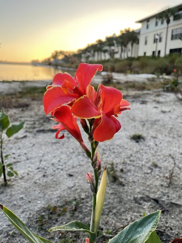 Canna Lily