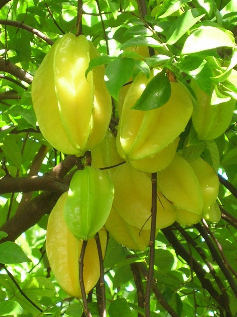 Carambola