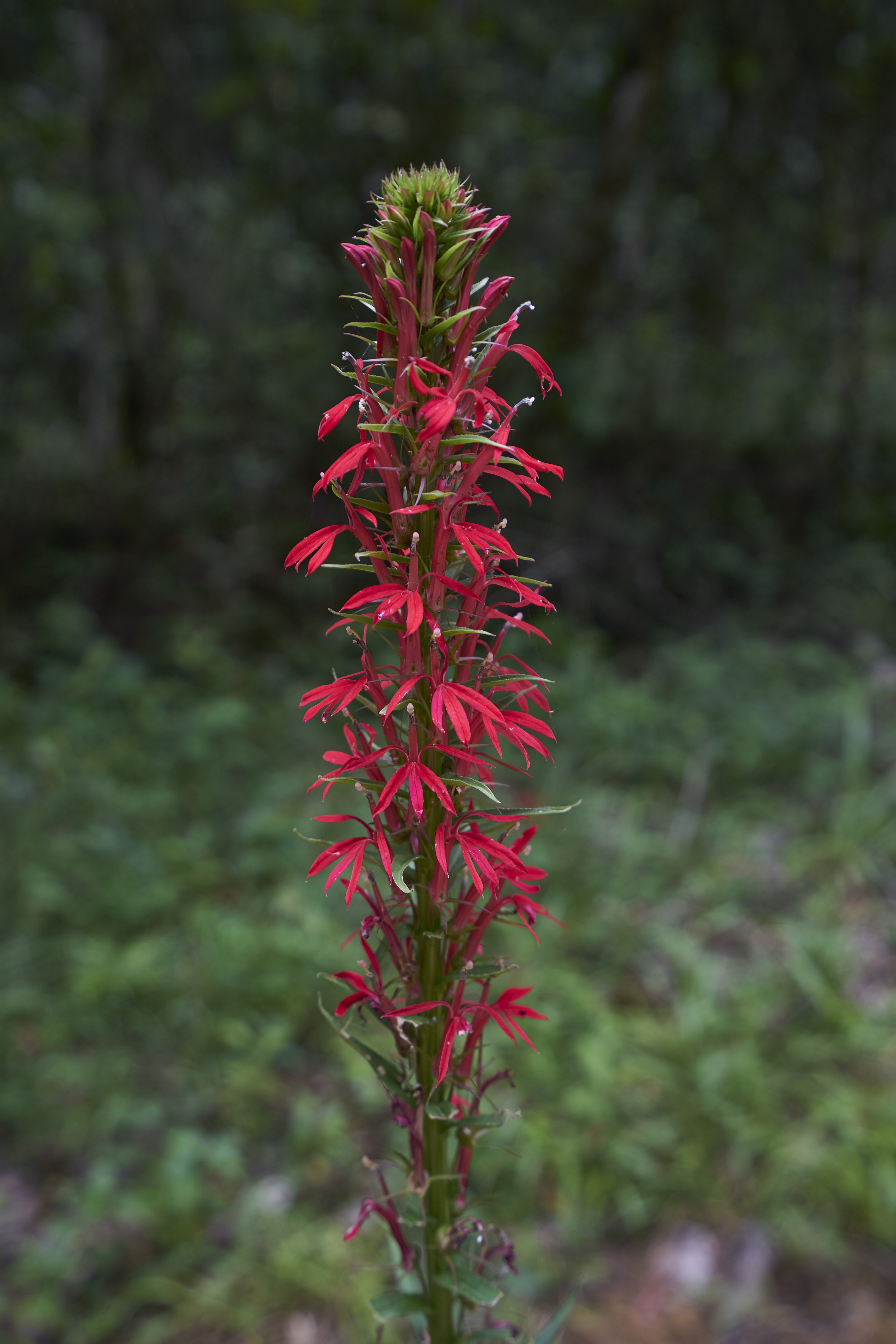 Cardinal Flower