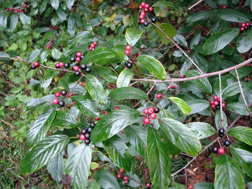 Carolina Buckthorn