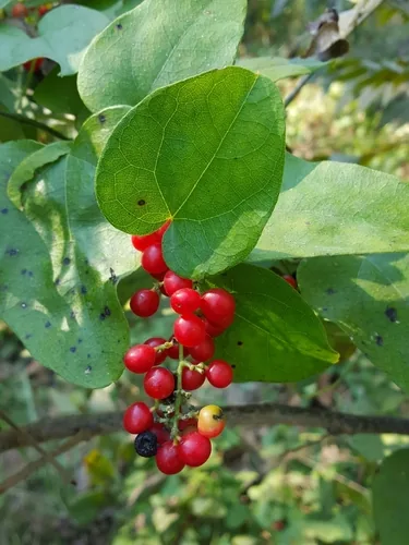 Carolina Snailseed
