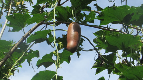 Cassabanana root systems