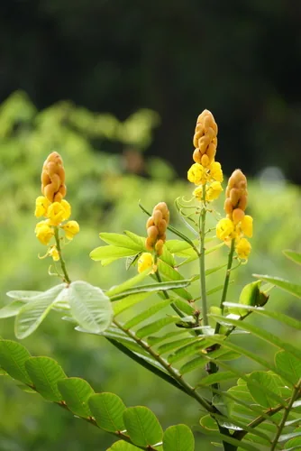 Cassia alata