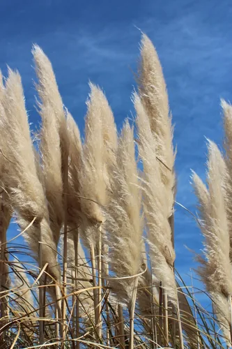 Cattail