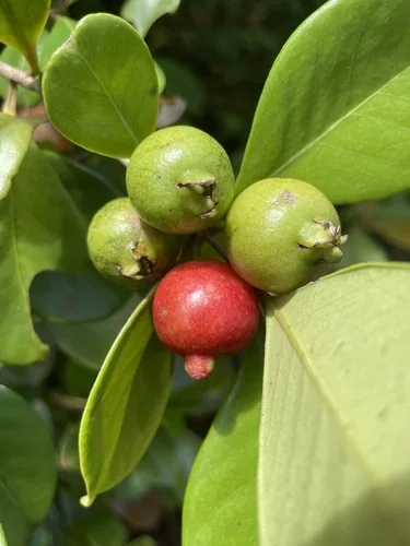 Cattley Guava