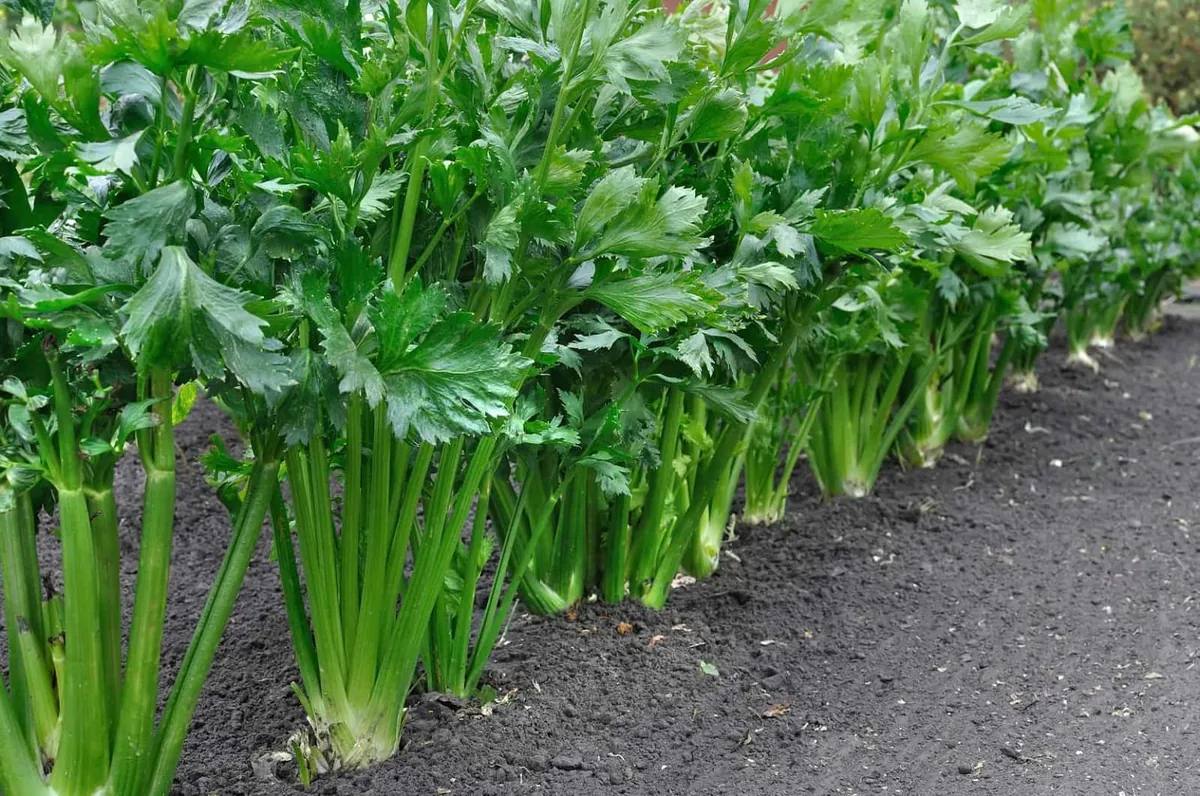 Celery