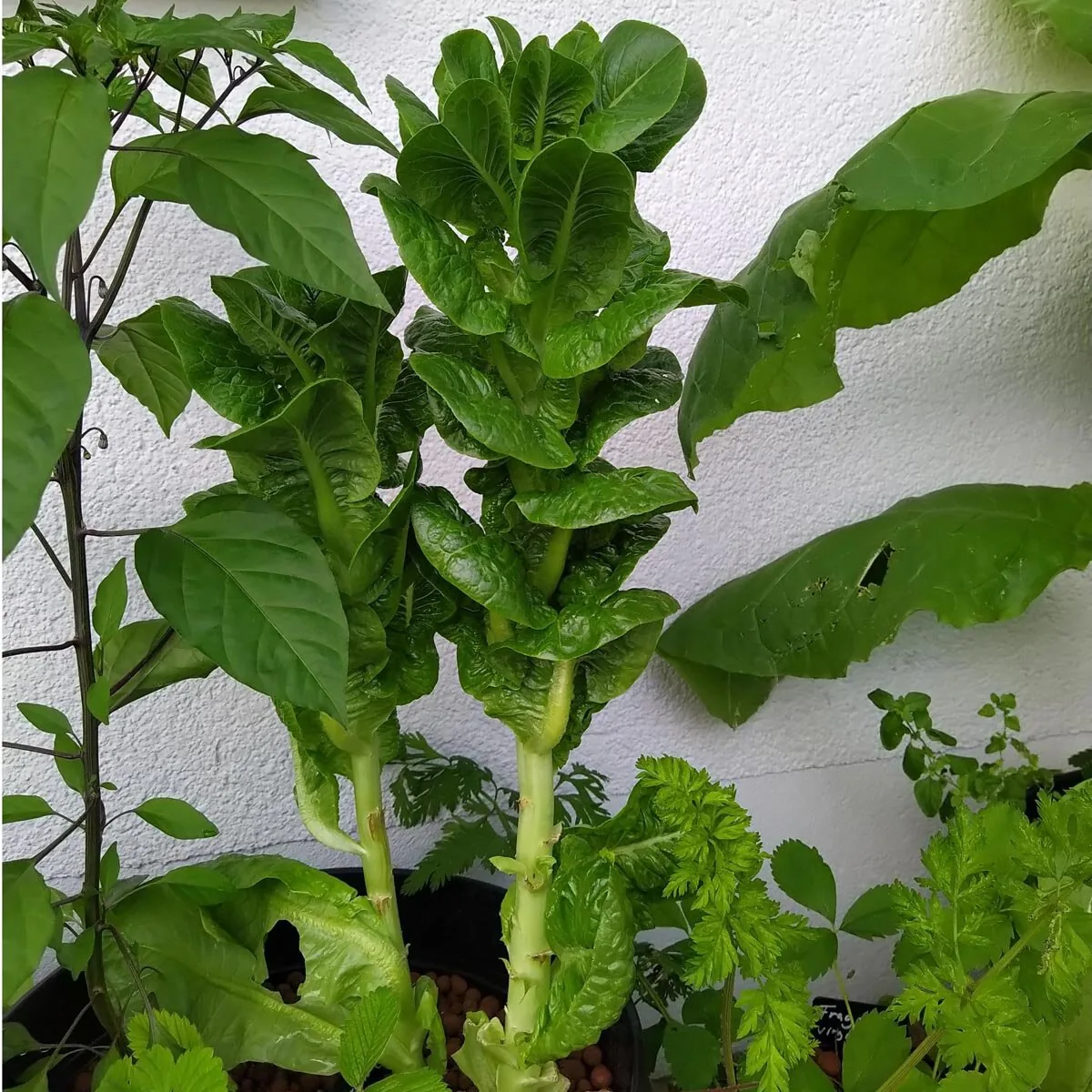 Celtuce