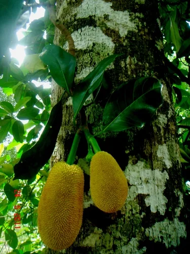 Cempedak