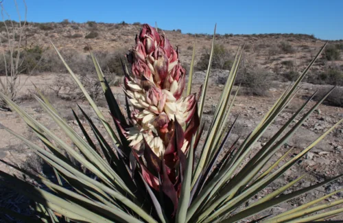 Century Plant