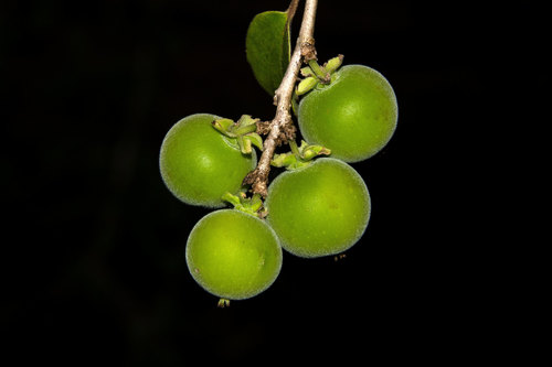 Ceylon Gooseberry Tree