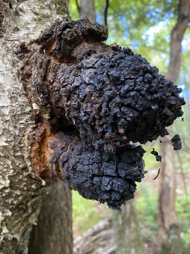 Chaga Host