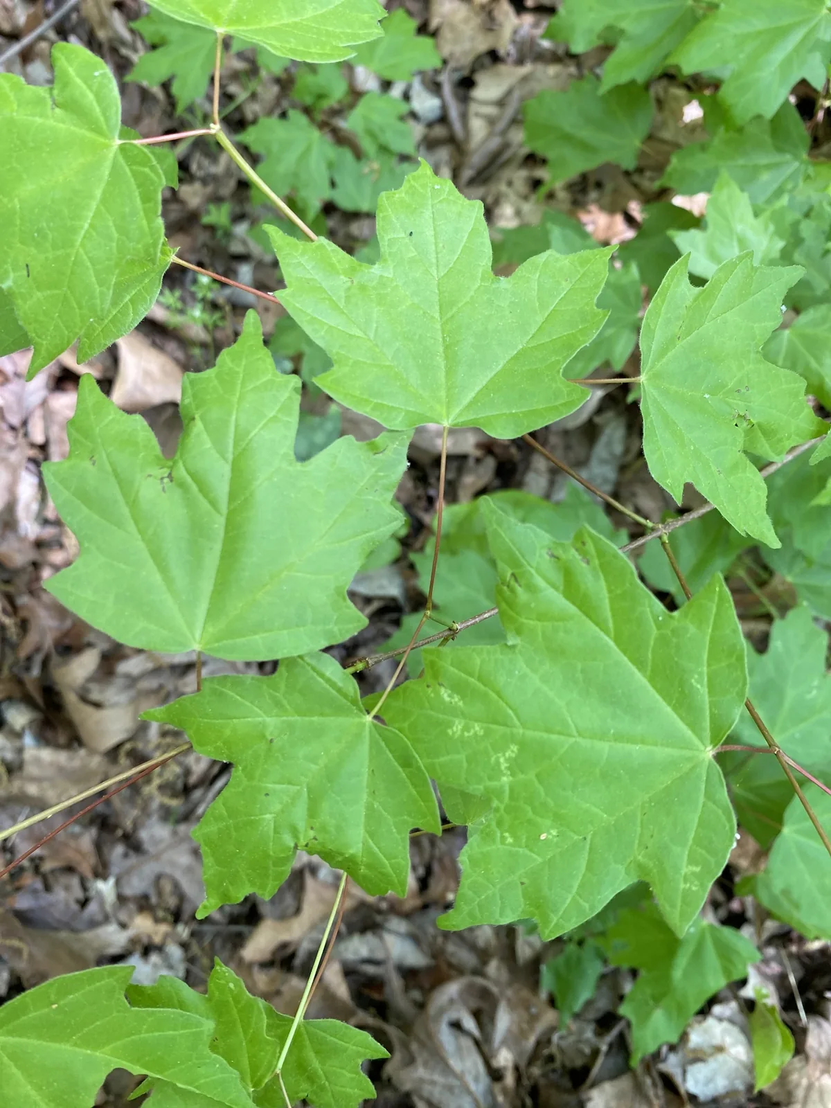 Chalk Maple