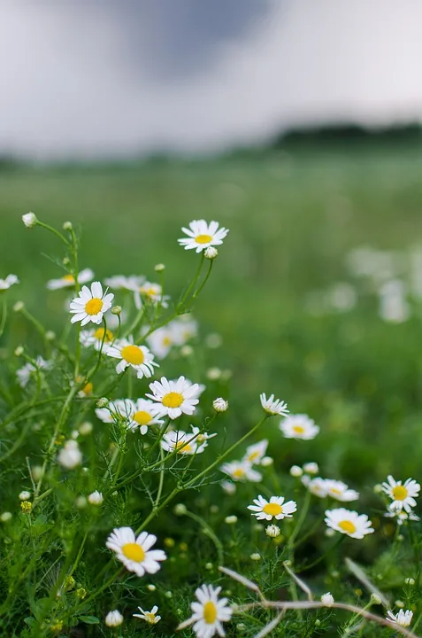 Chamomile