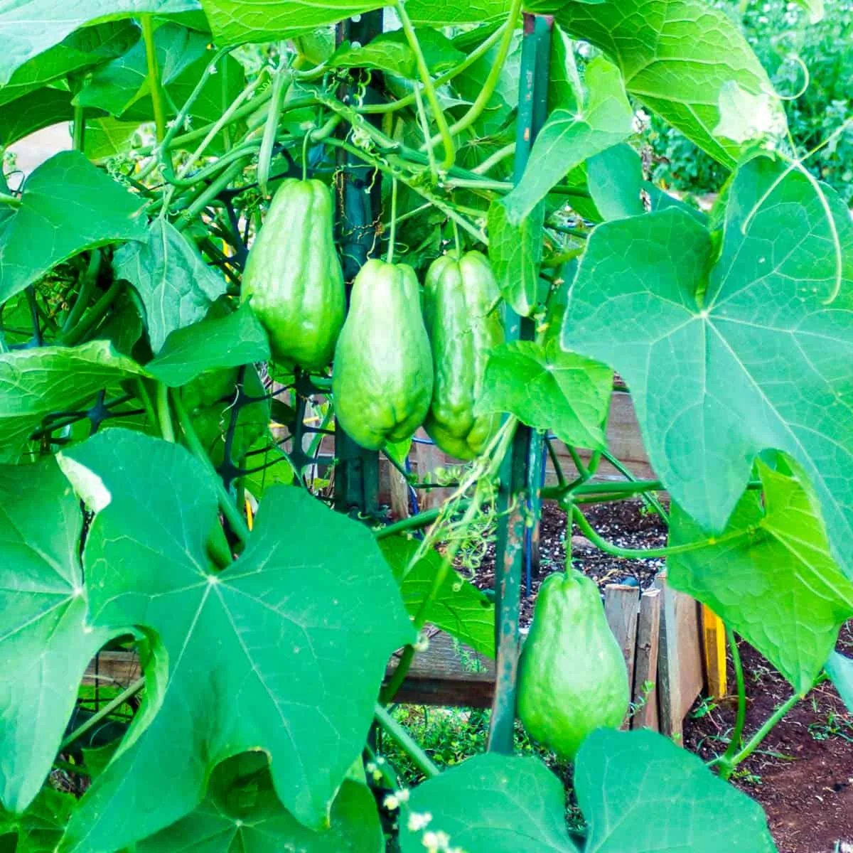 Chayote