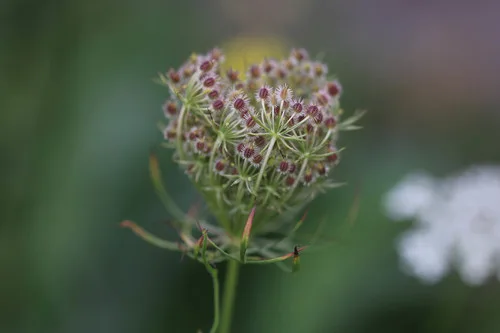 Chervil