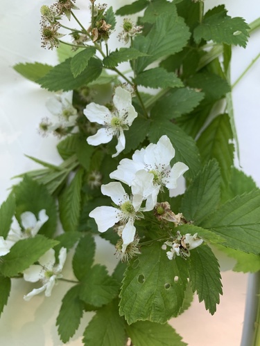 Chickasaw Blackberry