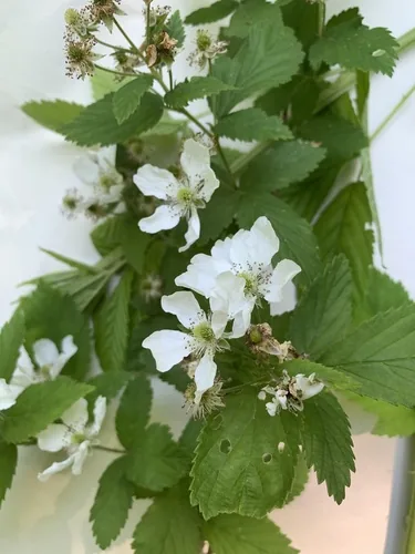 Chickasaw Blackberry