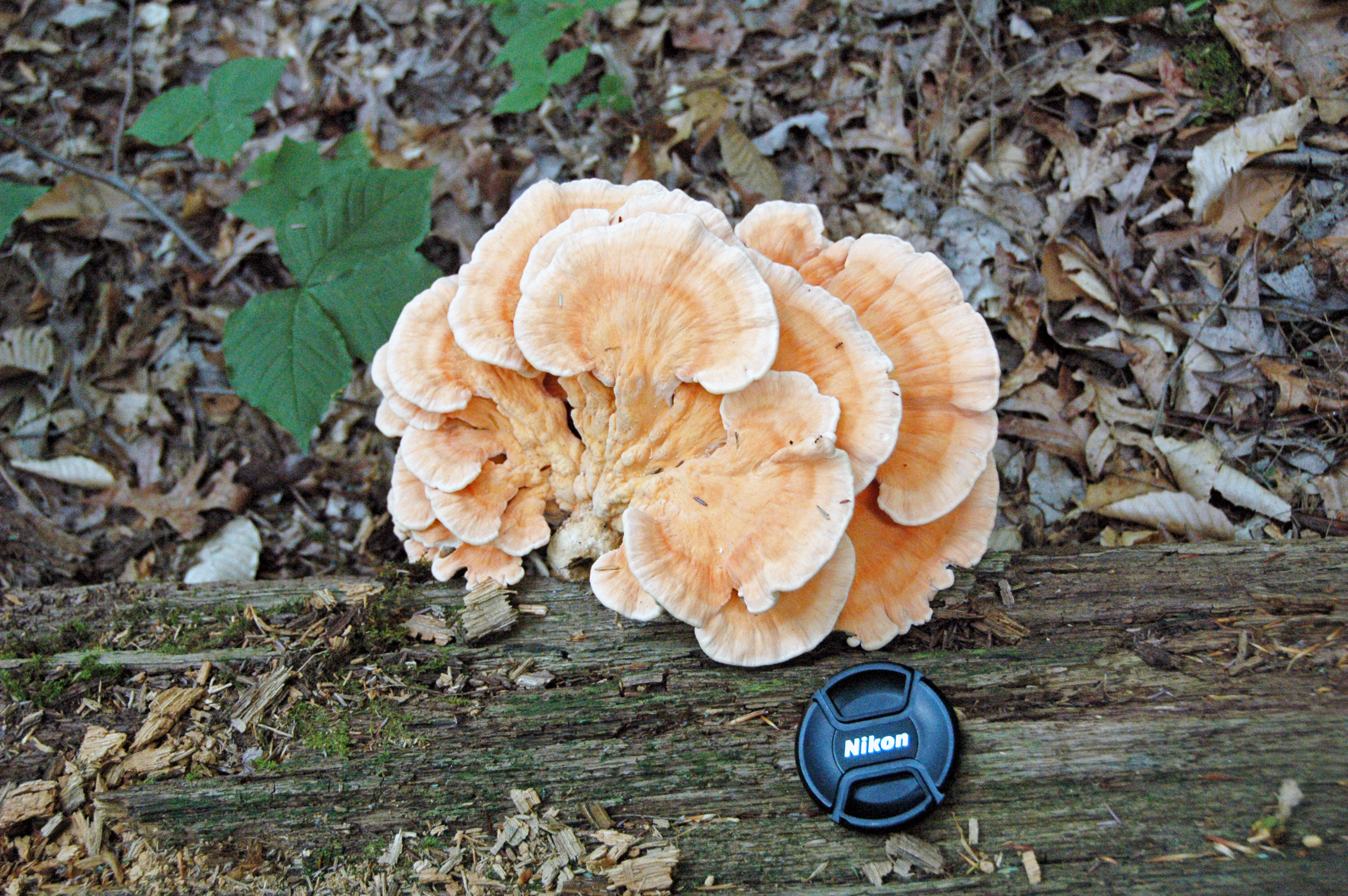 Chicken of the Woods Host