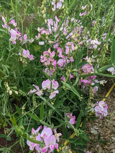 Chilean Pea