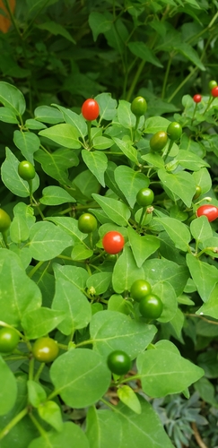 Chiltepin Pepper Tree