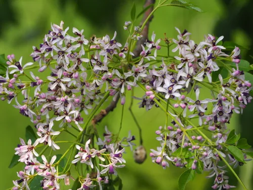 Chinaberry