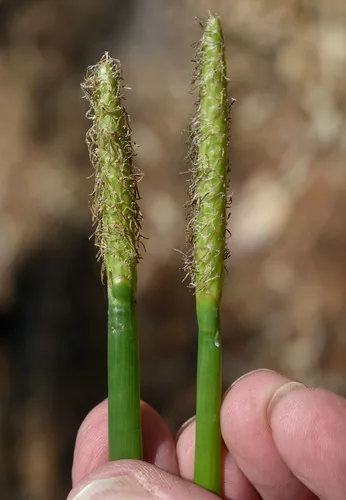 Chinese Water Chestnut