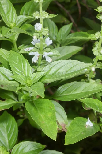 Cinnamon Basil