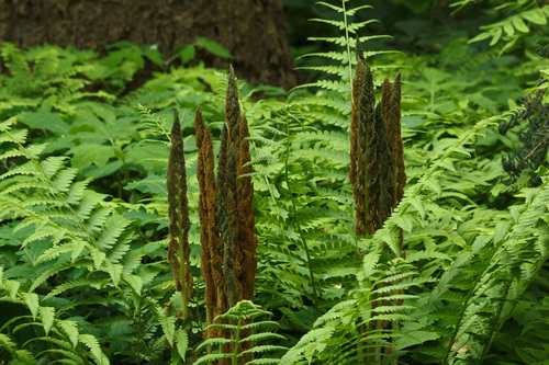 Cinnamon Fern