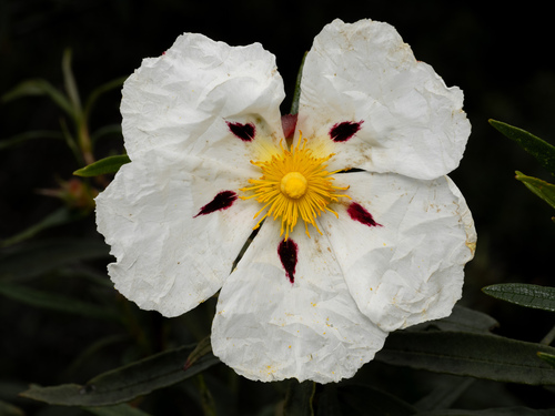 Cistus
