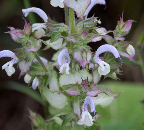 Clary Sage
