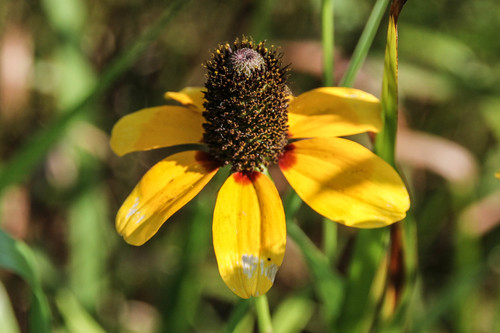Clasping Coneflower