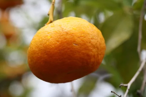 Clementine