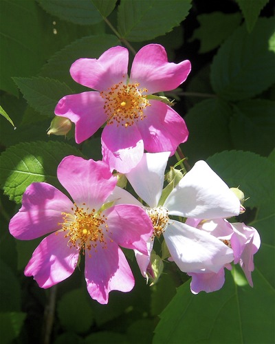 Climbing Prairie Rose