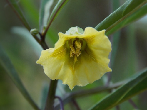 Coastal Groundcherry