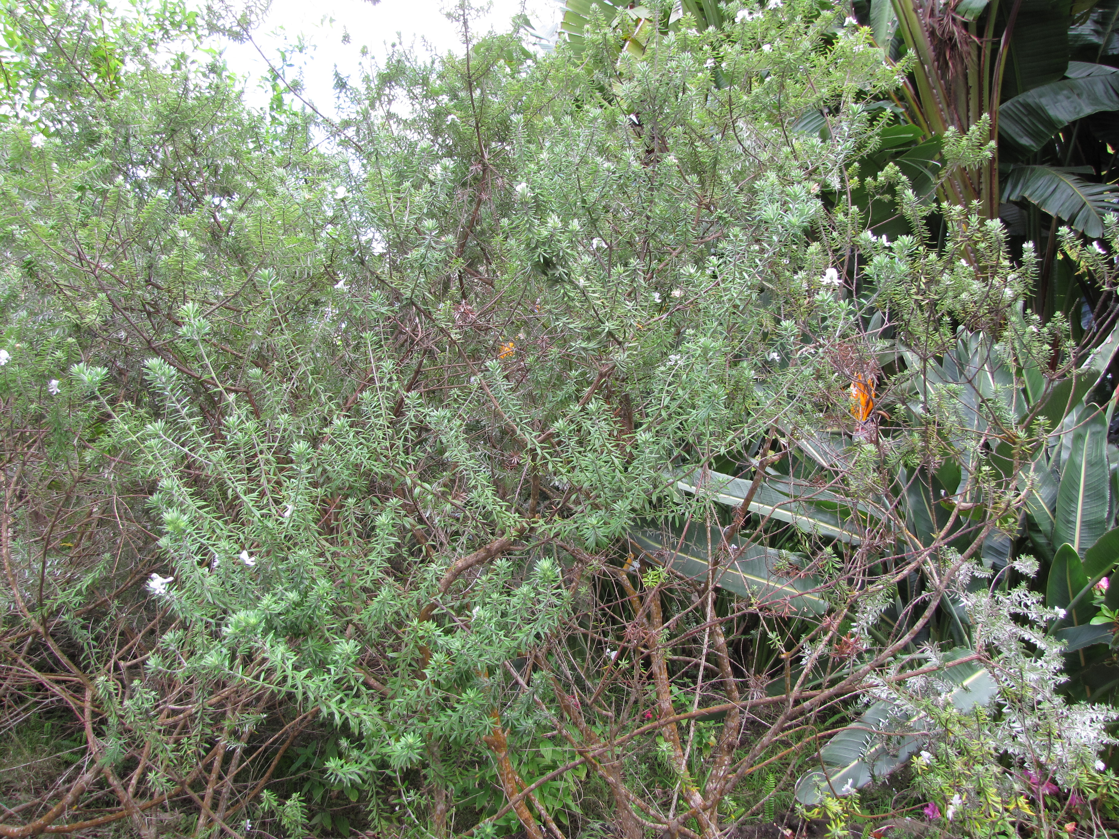 Coastal Rosemary