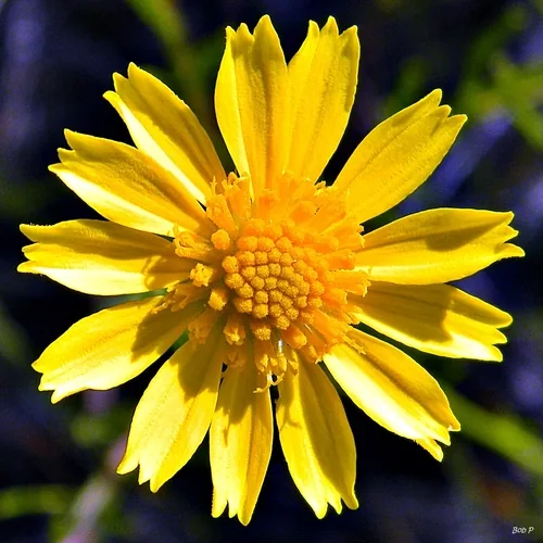 Coastalplain Honeycombhead