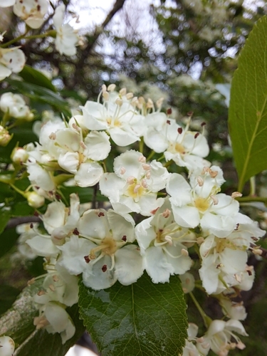 Cockspur Hawthorn