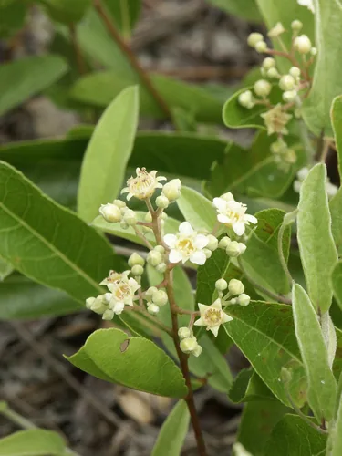 Coco Plum